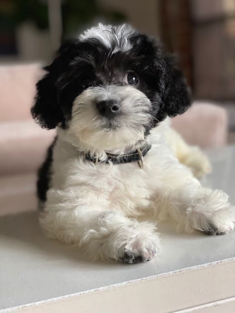 Parti schnoodle doodle Black And White Cavapoo, Black And White Goldendoodle, White Goldendoodle, Bear Dogs, Bichon Havanais, Parti Poodle, Cute Small Dogs, Teddy Bear Dog, White Teddy Bear