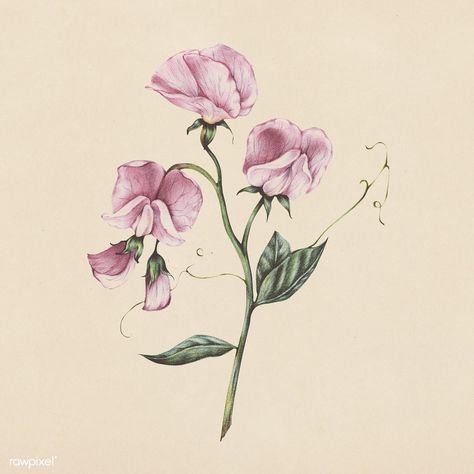 Illustration of flower watercolor style | premium image by rawpixel.com Rose Drawing Pencil, Sweetpea Flower, Color Pencil Illustration, Sweet Pea Flowers, Free Illustration Images, Rose Illustration, Drawing Flowers, Rose Drawing, Pea Flower