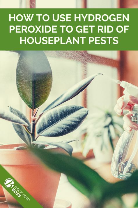 Hydrogen peroxide is a good way to get rid of certain types of pests that plague houseplants. Find out how you can effectively use hydrogen peroxide on houseplants step by step. Learn how to identify the pests that hydrogen peroxide is most effective on, what concentrations to use, and how to apply it correctly. Hydrogen Peroxide For Plants Gnats, How To Get Rid Of Houseplant Bugs, How To Use Hydrogen Peroxide For Plants, Diy Insecticidal Soap, Peroxide For Plants, Hydrogen Peroxide For Plants, Gnats In House Plants, Houseplant Pests, How To Get Rid Of Gnats