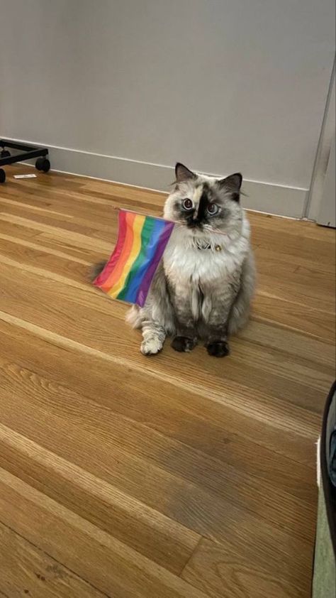 Silly Cats Pictures, Cute Cats Photos, Rainbow Cat, Pretty Animals, Silly Animals, Rainbow Flag, Cat Aesthetic, Funny Cute Cats, Silly Cats