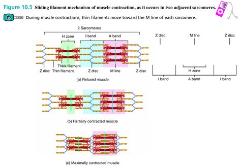 Sliding filament mechanism of muscle contraction. Human Biology, Muscle Contraction, Study Guides, Anatomy And Physiology, Chiropractic, Study Guide, Biology, Anatomy, Nursing