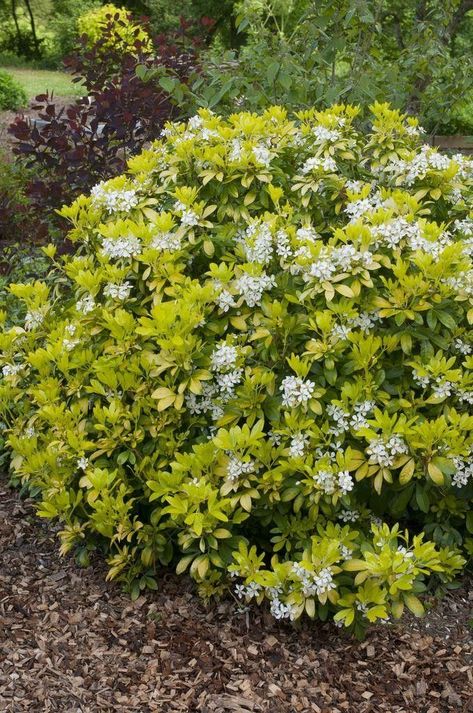 Choisya Ternata, Ornamental Shrubs, Coastal Plants, Evergreen Bush, Low Maintenance Shrubs, Broadleaf Evergreen, Plant Varieties, Garden Paving, Patio Planters