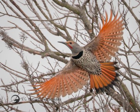 Northern Flicker, Water Tattoo, Photo Facebook, Bird Perch, San Diego County, Backyard Birds, Big Bird, Birds Tattoo, Bird Photo