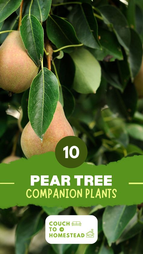 Pear tree planting Fruit Trees In Containers, Best Companion Plants, Companion Planting Guide, Espalier Fruit Trees, Food Forest Garden, Garden Companion Planting, Backyard Layout, Apricot Tree, Berry Bushes