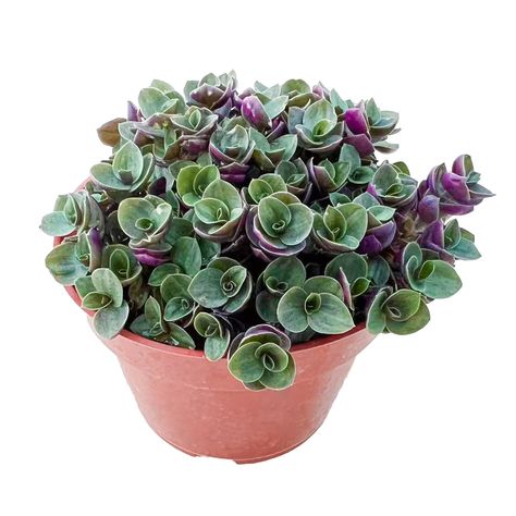 PRICES MAY VARY. Turtle Vine is a stunning succulent that’s ready to brighten up your home. It has a very distinctive appearance. Leaves are dark green above, rich purple below. Turtle Vine grows best in bright and indirect sunlight. An east-facing window would be a great location. But shade is required when in summer as light intensity gets too strong. Succulents come in many different shapes and colors, which adds mesmerizing beauty to your room. Perfect for wedding favors and home decorations Baby Necklace Succulent Propagation, Turtle Vine, Succulent Turtle, Succulents Plants, Garden Wedding Decorations, Succulent Gifts, Succulent Gardening, Succulents Indoor, Hens And Chicks