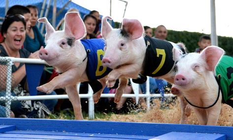 Pigs race down the front stretch during the "All Alaskan Racing Pigs" races at the Alameda County Fair in Pleasanton, Calif., on Thursday, June 29, 2017. The fair pig races are held daily in the afternoon at 1:00, 3:30, 5:30 and 8:00. (Doug Duran/Bay Area News Group) Alameda County Fair, Pig Races, Rodeo Art, Texas State Fair, Summer Vision, Fairs And Festivals, County Fair, State Fair, Animal Friends