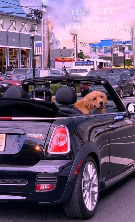 Mini Cooper, Golden Retriever, Suv, Suv Car, Bmw Car, Cars, Bmw, Vehicles