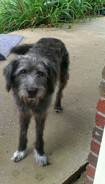 Scruffy Mutt Dog, Canine Fursona, Bonnie Garmus, Scruffy Dogs, Mutt Dog, Pretty Dog, Scottish Deerhound, Very Cute Puppies, Grey Dog