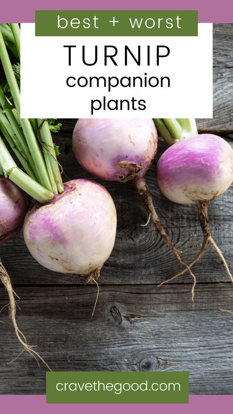 Growing Turnips, Nitrogen Fixing Plants, Companion Planting Guide, Companion Planting Chart, Companion Planting Vegetables, Companion Gardening, Cabbage Worms, Planting Potatoes, Planting Onions