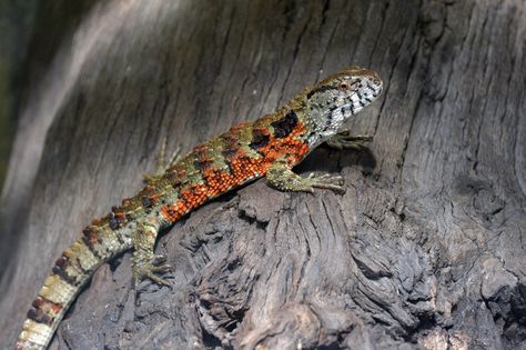 Chinese Crocodile Lizard (Shinisaurus crocodilurus) Snake Turtle, Tropical Rainforest, Arachnids, Zoology, Reptiles And Amphibians, Amphibians, Reptiles, Old World, Old Things