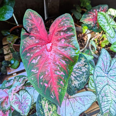 Red Flash Caladium grown from our Red Caladium bulb mix 💚 🌱 #redflashcaladium #redcaladium #caladiums Red Caladium, Indoor Garden, Gardening Tips, House Plants, Plant Leaves, Seeds, Flash, Herbs, Plants