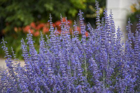 Deer Resistant Annuals, Proven Winners Plants, August Garden, Russian Sage, Gardening Guide, Sage Plant, Garden Activities, Fragrant Plant, Proven Winners