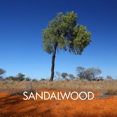 The fragrance for the Mooladhara Chakra is Sandalwood (Chandan). The Sandalwood tree is native to India and Australia. Santalum spicatum (Australian sandalwood) is used by aromatherapists and perfumers. In the 1840s, sandalwood was Western Australia’s biggest export earner. Sandalwood Tree, Food Videography, Australian Trees, Sandalwood Oil, Yellow Leaves, Aroma Diffuser, Farm Gardens, Green Living, Permaculture