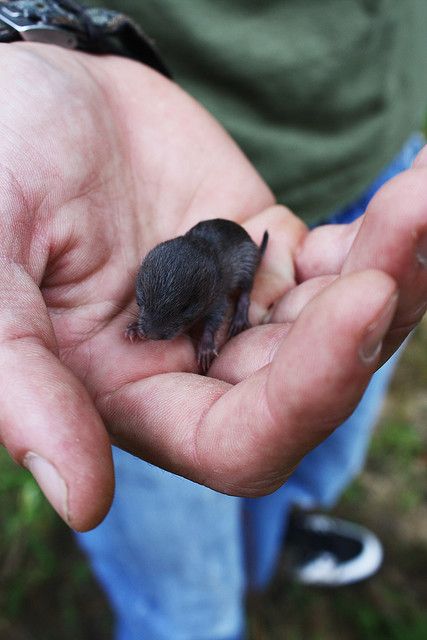 Mr. Whiskers...I rescued a baby mole in eighth grade from our next-door-neighbors' cat. Mole Animal, Baby Mole, Prairie Dog, Garden Animals, Unusual Animals, Eighth Grade, Rare Animals, Primates, Cute Little Animals