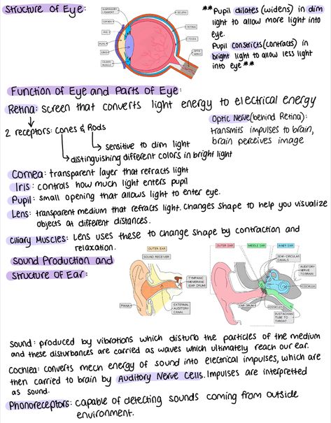 Biology Notes | Grade 9 IB | Functions and Parts of Human Eye | How Sound Production Works | Structure of Human Ear Anatomy Of Eye Notes, Structure Of Eye Notes, Eye Biology Notes, Ear Structure Anatomy, Structure Of Ear, Human Eye Notes, Structure Of Human Ear, Human Ear Diagram, Eye Anatomy Diagram