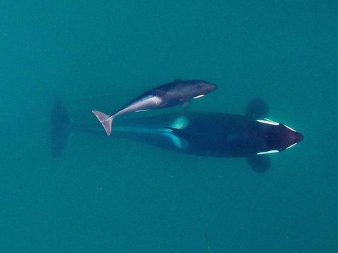 This September 2015 photo provided by NOAA Fisheries shows an aerial view of adult female Southern Resident killer whale J16 swiming with her calf, J50. (NOAA Fisheries/Vancouver Aquarium via AP) Vancouver Aquarium, Orca Whales, Puget Sound, Killer Whales, Exeter, Endangered Species, Sea World, In The Ocean, Whales