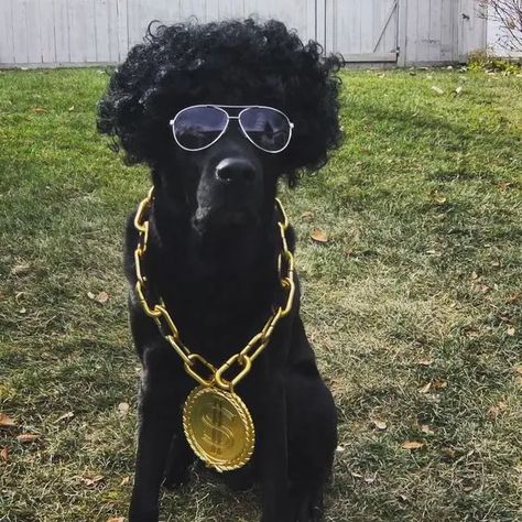 14 Cute Halloween Costumes For Labradors And Golden Retrievers - PetPress Dog Halloween Costumes For Black Dogs, Black And White Dog Costume, Halloween Costumes For Goldendoodles, Costume For Black Dog, Black Dog Costume Ideas, Black Dog Halloween Costumes, Black Dog Costume, Bff Costumes, Cool Pet Names