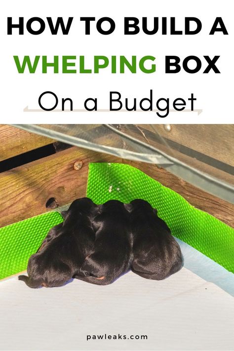 Preparing For Dog To Have Puppies, How To Build A Whelping Box For Dogs, Diy Dog Whelping Pen, Dog Birthing Box Puppies, Puppy Whelping Checklist, Cat Whelping Box Ideas, Whelping Pens For Dogs, Welping Box Ideas Puppies Small Dog, Welping Box Ideas Puppies Diy Cheap