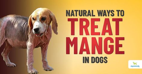 Mange in dogs can be a challenge to get rid of. Whether it's sarcoptic or demodectic mange, there are natural ways to handle these mite infestations. Mange In Dogs, Dog Mange, Demodex Mites, Mites On Dogs, Bug Infestation, Diy Herbal Remedies, Dog Remedies, Hair Remedies For Growth, Dog Skin