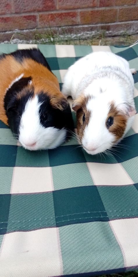 Ginny Pigs, Guinea Pigs, Pigs, Cute Animals, Animals, Quick Saves