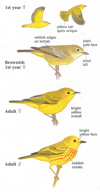 Yellow warbler. Yellow Warbler Bird, Bird Sketches, Yellow Warbler, Bird Reference, Digital Art Tutorial Beginner, Vintage Bird Illustration, David Allen, Pale Face, Bird Sketch