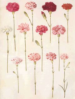 Carnation Tattoo, Cream Tattoo, Dianthus Caryophyllus, Pink Carnations, Carnation Flower, Scientific Illustration, Art Japonais, Botanical Drawings, Vintage Botanical