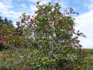 Highbush Cranberry (not a true cranberry) - Cooperative Extension: Cranberries - University of Maine Cooperative Extension Cranberry Tree, Snowball Tree, Highbush Cranberry, Guelder Rose, Viburnum Opulus, University Of Maine, Food Forest, Wild Plants, Organic Plants