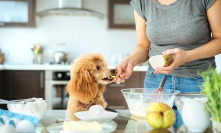 Cooking For Dogs, Fruit Dogs Can Eat, Can Dogs Eat Bananas, Home Cooked Dog Food, Cook Dog Food, Canned Pears, Homecooked Meals, High Fat Foods, Dog Diet