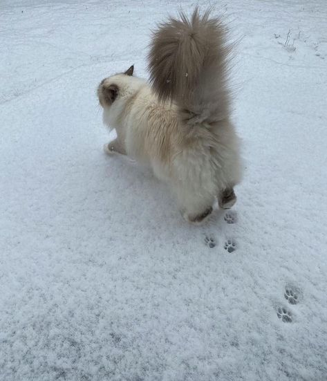 The Snow, A Small, Walking, White