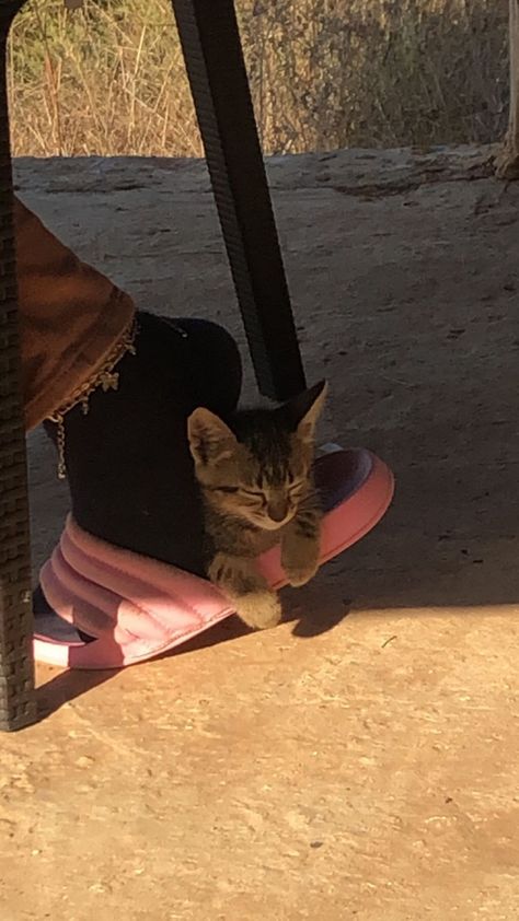 Cat sleeps in a weird place Cats Sleeping In Weird Places, Cats In Weird Places, Sleeping In Weird Places, Baby Animals Cute, Cats Doing Funny Things, Silly Cars, Weird Places, Cats Sleeping, Ways To Fall Asleep