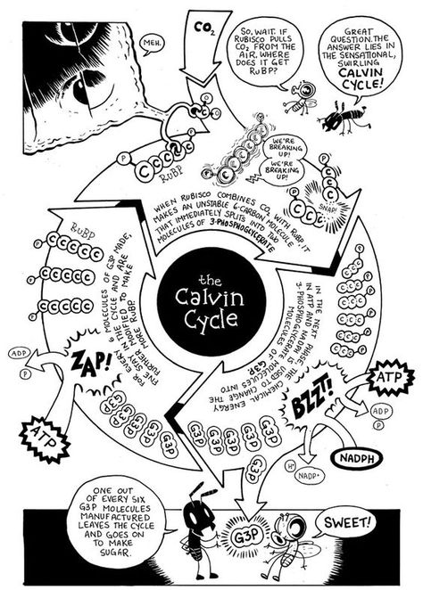 Photosynthesis Comic.<< would post to Edmodo during this unit and give bonus points for those who colored it. Maybe 3 pts.: Sugar Drawing, Biology Tips, Calvin Cycle, Cell Respiration, Science Comics, Gimme Some Sugar, Biology Resources, Biology Classroom, Cellular Respiration