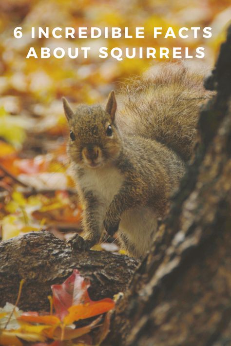 Did you know squirrel's ankles rotate 180 degrees? That they eat their body weight in food each week? That they have different alarm calls for terrestrial and aerial predators? That they cache their food based on type? That they engage in tactical deception? In this post, I overview some basic facts about squirrels. I cover their lifespan, diet, memory, acrobatics, vocalizations, and deceitful behaviour. Funny Squirrel Pictures Hilarious, Squirrel Enclosure Diy, Pet Squirrel Habitat, What To Feed Squirrels, Squirrel Food Diy, Squirrel Feeder Diy Simple, Squirrel House Diy, Squirrel Habitat, Facts About Squirrels