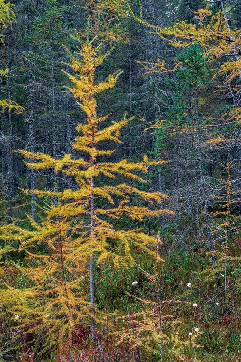 https://flic.kr/p/2hxo1sT | Tamarac Gold - Minocqua, Wisconsin | I love the color of the Tamarac tree in the Fall when they are about to lose their needles. Tamarack Tree, Minocqua Wisconsin, Boreal Forest, In The Fall, The Fall, Wisconsin, Country Roads, Trees, Forest