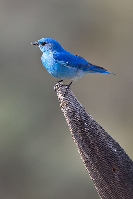 Mountain Bluebird, Photo Bleu, Bird Quotes, Bird Watcher, Nature Birds, Bird Pictures, Pretty Birds, Bird Photo, Colorful Birds