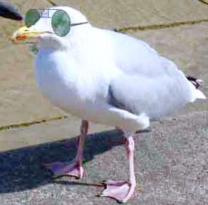 Bird in glasses Sunglasses