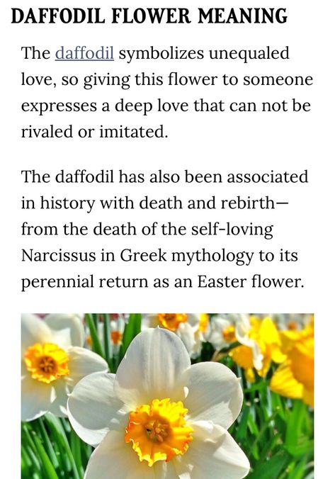 Daffodil Flower Meaning, Daffodil Meaning, Corpse Lily, Plant Symbolism, Plant Meanings, Flower Facts, Talking Flowers, Flower Symbolism, Daffodil Flowers