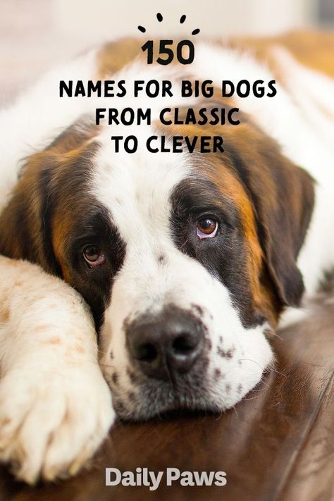 Old Man Names For Dogs, Best Dog Names Boys, Big Dog Names Male, Funny Dog Names Boy, Designer Dog Names, Dog Boy Names, Farm Dog Names, Dog Name List, Unique Dog Names Boy