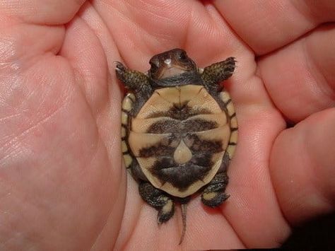 21 Of The Most Adorable Baby Turtles Silly Turtle, Rain Frog, Turtle Stuff, Happy Turtle, Staffordshire Terriers, Baby Sea Turtles, Stanley Adventure, Pet Turtle, Cute Reptiles