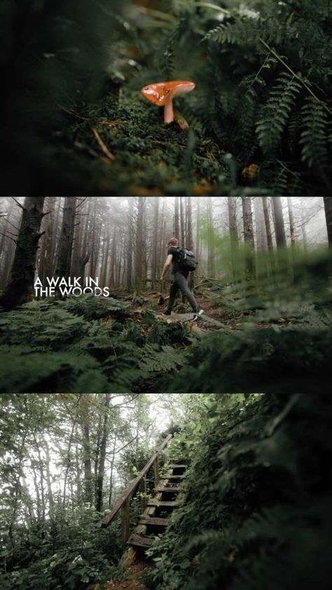 Aidin Robbins on Instagram: “A walk in the woods 🍄 #cinematic #hiking #northcarolina” Cinematic Travel Photography, Cinematic Forest Photography, Cinematic Photography Nature, Forest Cinematography, Cinematic Forest, Nature Cinematic, Walking Through Forest, Outdoor Photography Ideas, Nature Aesthetic Pictures