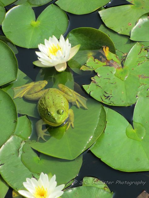 Frog  on a lily pad Lily Pad Photography, Frog Pond Drawing, Lily Pads Aesthetic, Frog On Lillypad, Frog In Pond, Frog In A Pond, Frog On Lilypad, Frogs On Lily Pads, Pond With Lily Pads