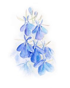 Lobelia blue wash watercolor art by www.sarahtrett.com #lobeliaart #lobeliaflowerpainting Watercolor Art Canvas, Haunted Town, Lobelia Flowers, Watercolor Pallet, Symbol Of Love, Loose Watercolor, Favorite Flower, Fibre Art, Watercolor Flowers Paintings