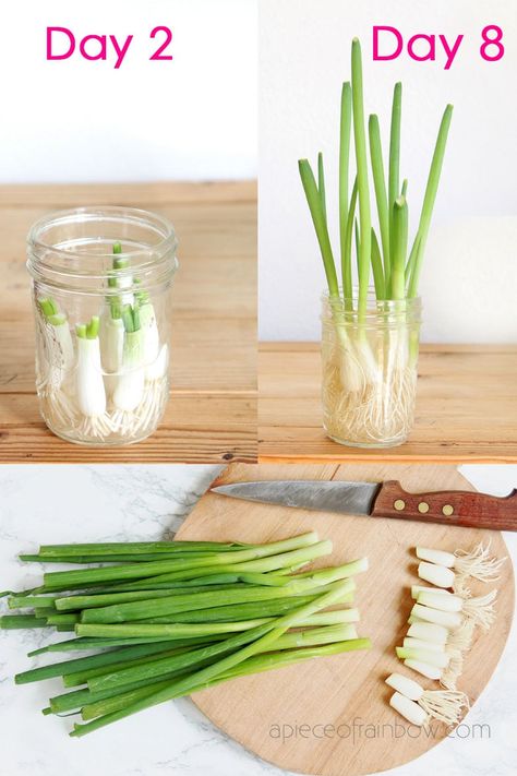 How to regrow green onions, scallions, spring onions from kitchen scraps infinitely! Two fast & easy ways to grow cuttings in water or soil indoors or outdoors for endless harvests! – A Piece of Rainbow #backyard #gardens #gardening #gardeningtips #homestead #homesteading #urbangardening #gardendesign #gardenideas #containergardening #diy #gardeningtips homestead, green living, gardening tips, sustainable ideas, kids science projects, homeschool activities Spring Onions Plant, How To Grow Spring Onions From Scraps, Regrow Spring Onions, How To Grow Spring Onions, How To Plant Spring Onions, How To Regrow Green Onions, How To Grow Scallions, How To Grow Spring Onion At Home, Herbs You Can Grow In Water