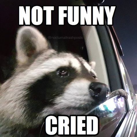 Not Funny, Raccoon Funny, Trash Panda, Meme Funny, Racoon, Funny Reaction Pictures, Cute Memes, Spotify Playlist, Funny Meme