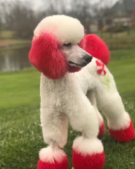 Creative Dog Grooming Christmas, Poodle Colored Hair, Dyed Poodle, Dog Hair Dye Ideas, Dyed Dogs, Dog Hair Dye, Dog Dye, Cute Dog Harness, Dog Groomer Gifts