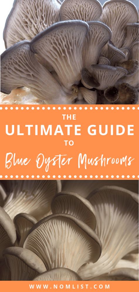 Mush Recipes, Pink Oyster Mushroom Recipe, Fungi Identification, Mushroom Facts, Types Of Oysters, Mushroom Dishes, Oyster Mushroom Recipe, Growing Mushrooms At Home, King Oyster