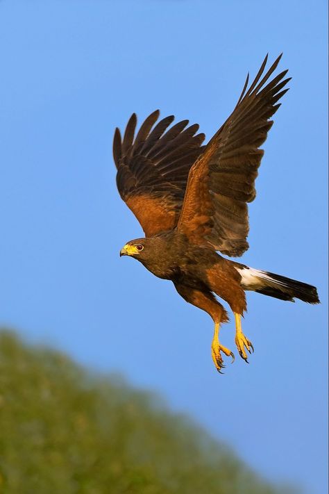 Rare Raptor Bird Seecies You Should Know - Birds and Blooms Hawks Bird, Raptor Bird, Elf Owl, Harris Hawk, Raptors Bird, Hawk Bird, Amazing Birds, Bird Of Prey, Num Num