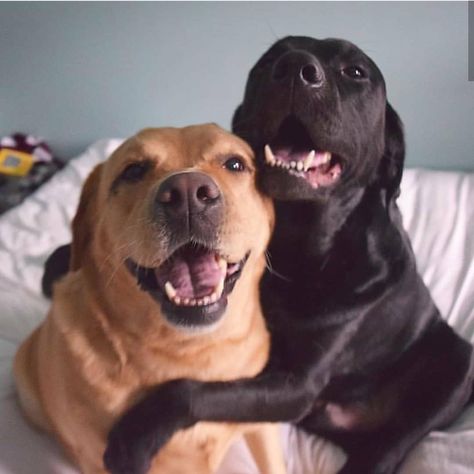 World Cutest Dog, Dogs Hugging, Loving Animals, Cutest Dog Ever, Black Lab Puppies, Cute Dog Pictures, Pretty Dogs, Animal Photos, Dog Images