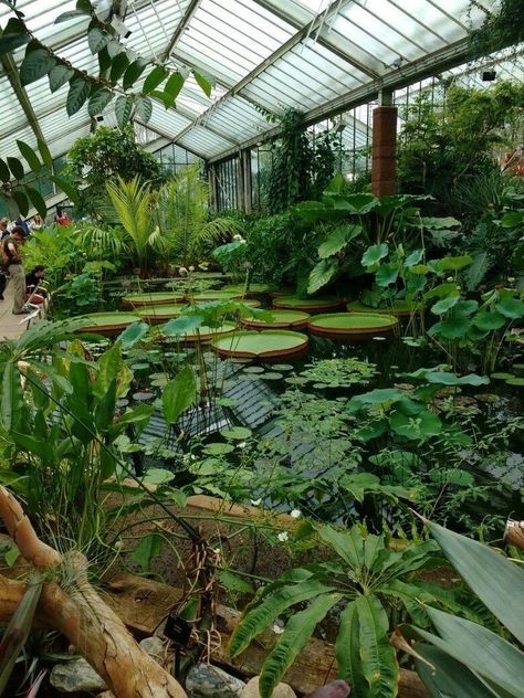 Greenhouse With Pond, Green House Plants, Greenhouse Aesthetic, Animals Quotes, Flowers Tropical, Greenhouse Ideas, Tropical Pool, Pond Design, Aesthetic Flowers