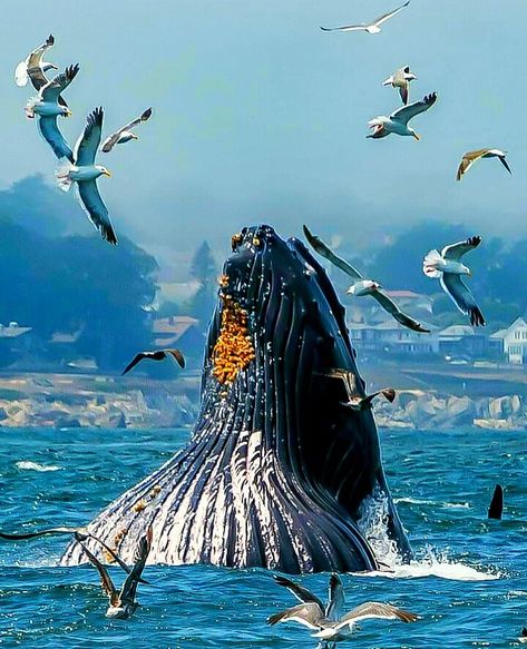 https://flic.kr/p/Tw7Sw9 | Breaching with the Birds Whale Art, Nature Music, Me Photo, Humpback Whale, Killer Whales, Marine Animals, Ocean Creatures, Wildlife Animals, Whale Watching