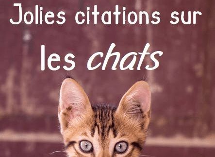 Jolie Citation, Jolie Phrase, Chat Logo, Cat Lovers, ? Logo, Memes, Crochet, Animals